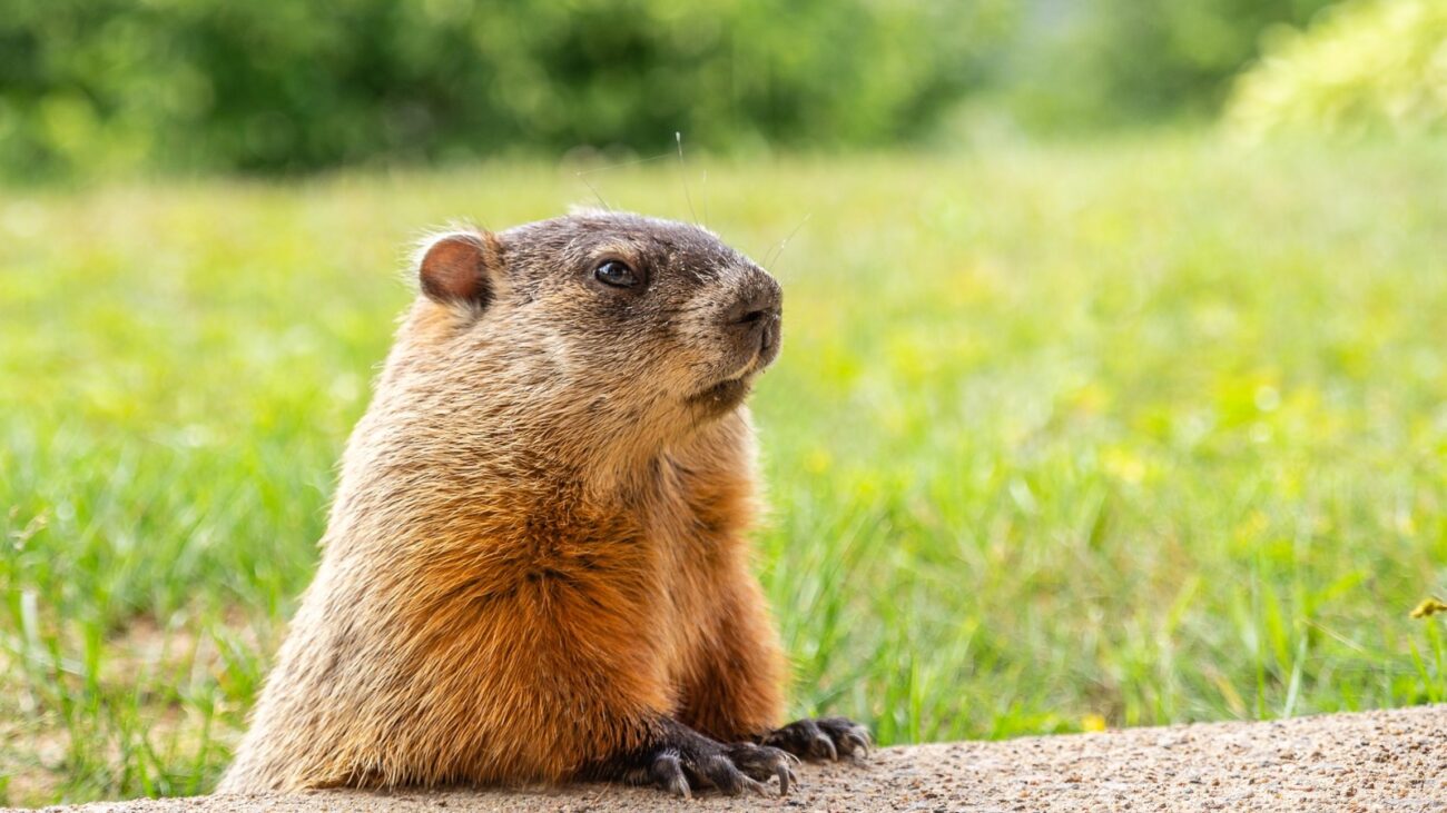 Groundhog