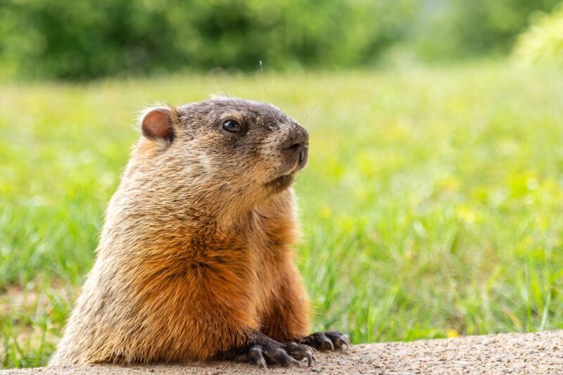 Groundhog Day in cartoons