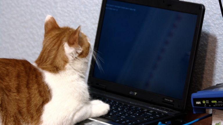 Cat at laptop with router