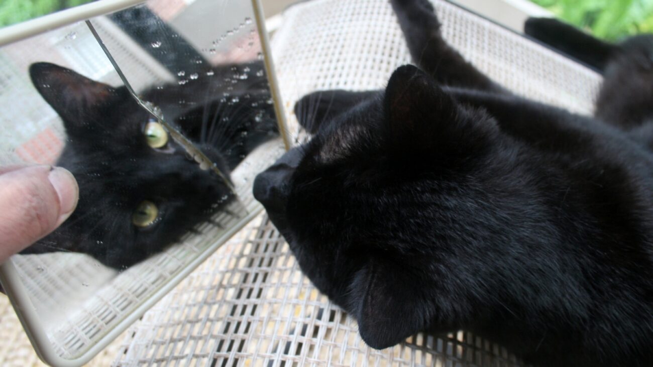 Black cat and broken mirror