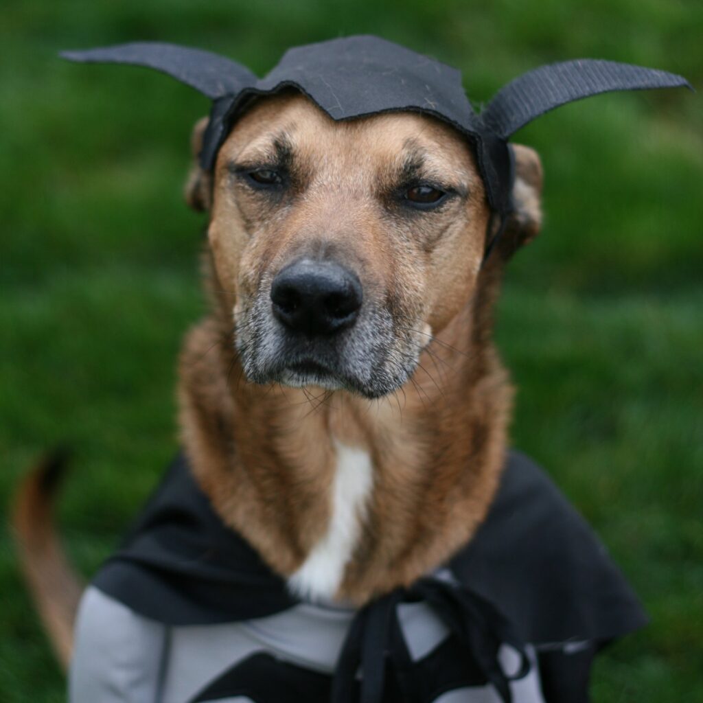 Batman dog costume